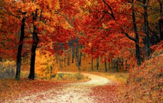 Autumn Gathering